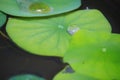 CloseÃ¢â¬â¹ upÃ¢â¬â¹ dropletÃ¢â¬â¹ onÃ¢â¬â¹ lotusÃ¢â¬â¹ leaf.Water dropÃ¢â¬â¹ onÃ¢â¬â¹ green waterÃ¢â¬â¹ plantÃ¢â¬â¹ atÃ¢â¬â¹ theÃ¢â¬â¹ outdoorÃ¢â¬â¹ pond.